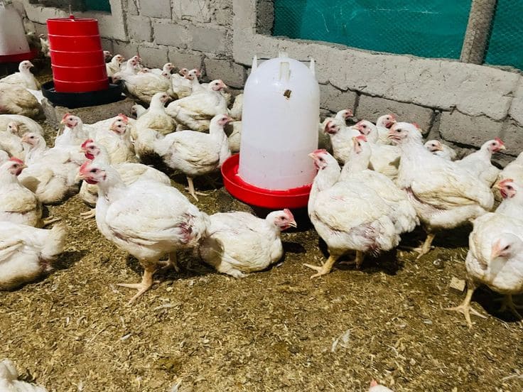 How to Start Poultry Farming with Small or No Capital in Asaba ...